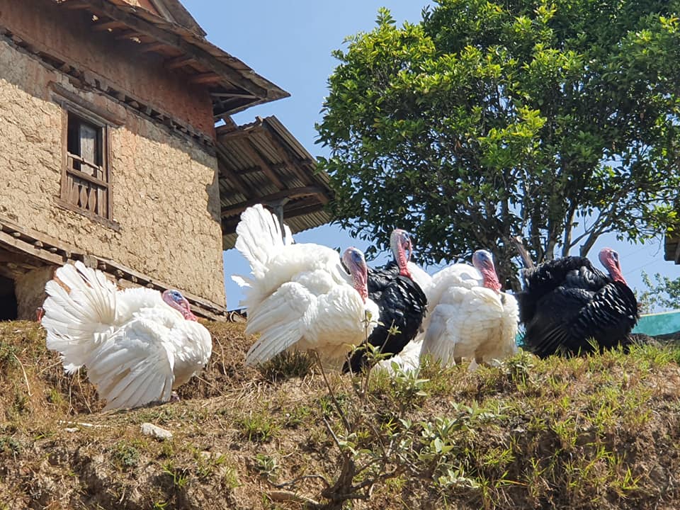 178674013_104773865099448_8147302231140128851_n